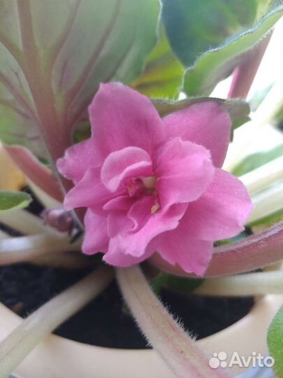 Фиалка в горшках