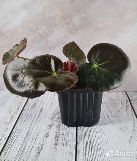 Бегония краснолистная Фиста