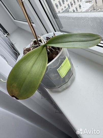 Орхидея фаленопсис