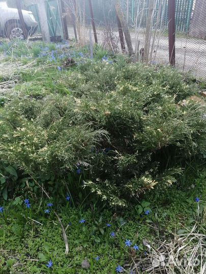 Можжевельник