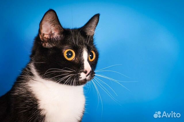 Кошка Кроха (1 год)