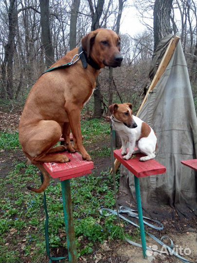 Дрессировка собак любых пород