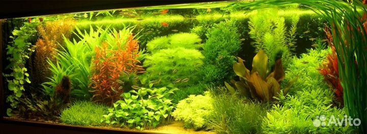 Оформление аквариумов,консультации,коряги