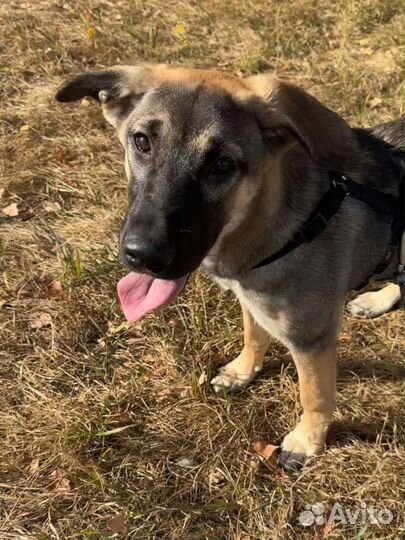 Малышка Полли