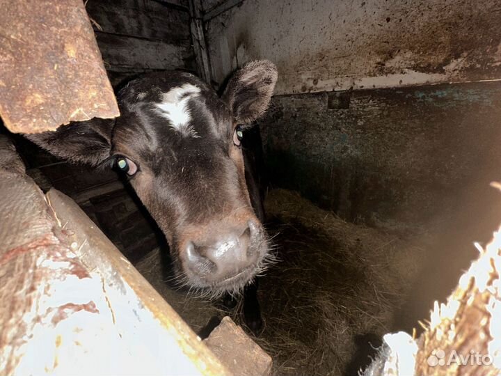 Бычок 1 месяц