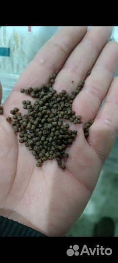 Корм для форели