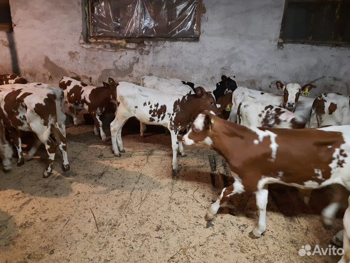 Бычки телята холмогоры сементалы