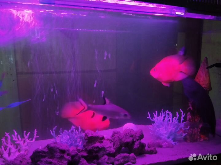 Аквариум