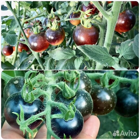 Семена томата Черника