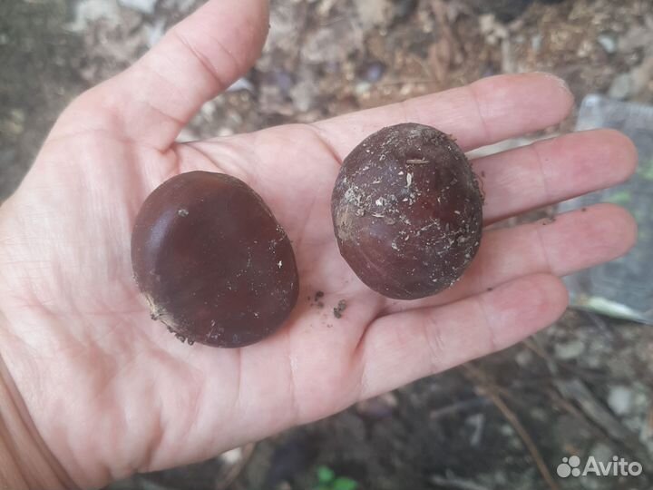 Саженцы каштана китайского, мягчайшего