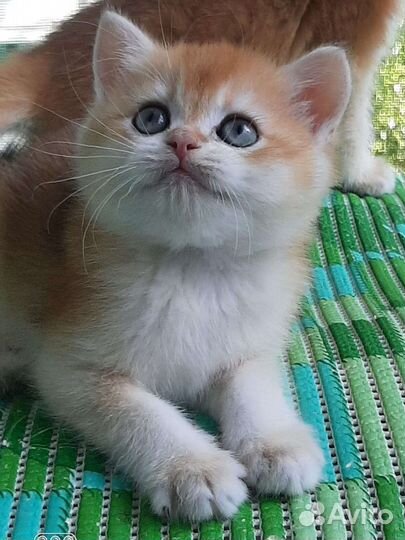 Золотые британские котята