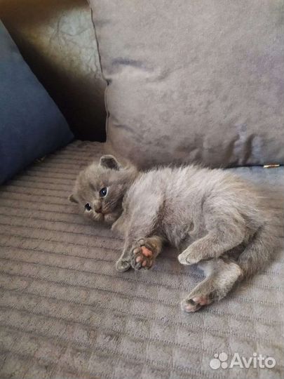 Шотландский котик