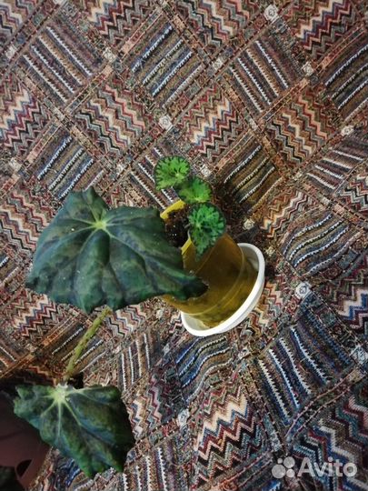 Бегония Бауэра тигровая