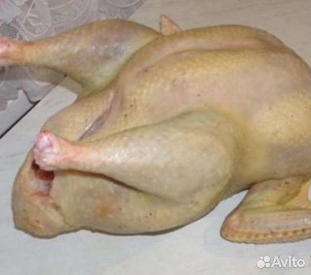 Индюки домашние