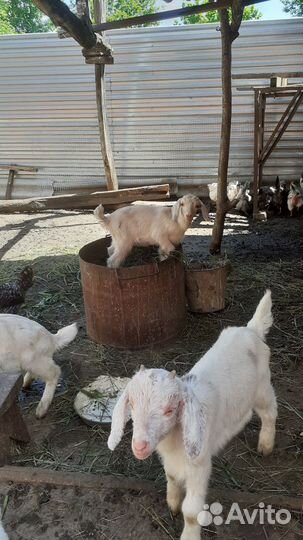 Зааненские козлята чистокровные