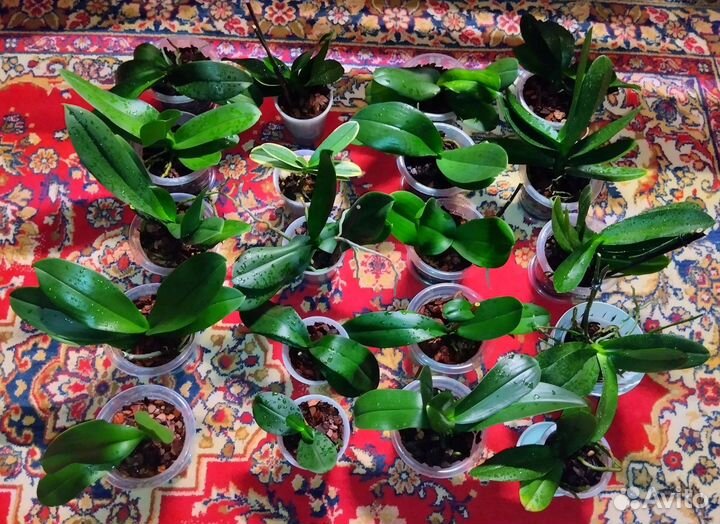 Орхидея фаленопсис