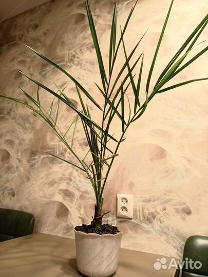 Финиковая пальма