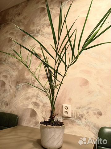 Финиковая пальма