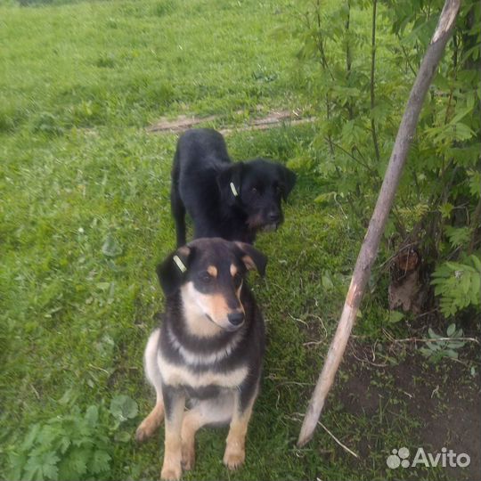 Собаки бесплатно в добрые руки