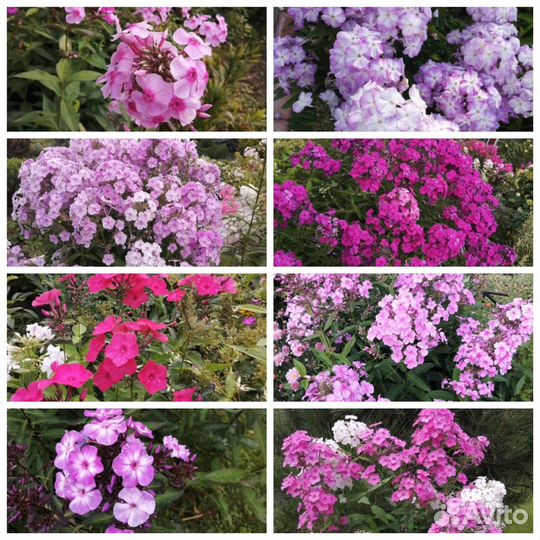 Многолетники для сада цветы