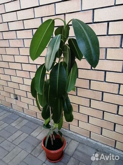 Фикус бенджамина и каучуконосный