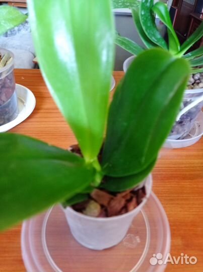 Орхидея Phal green Goblin