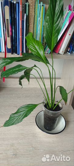 Спатифиллум