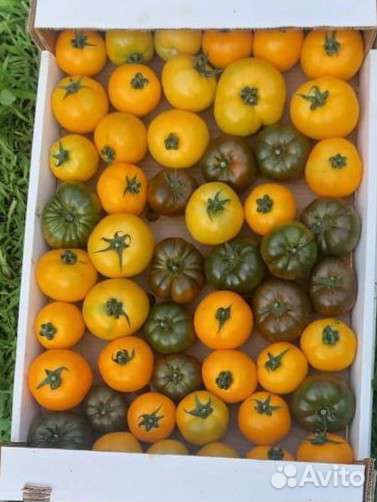 Помидоры