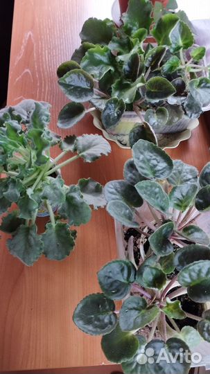 Сортовые фиалки