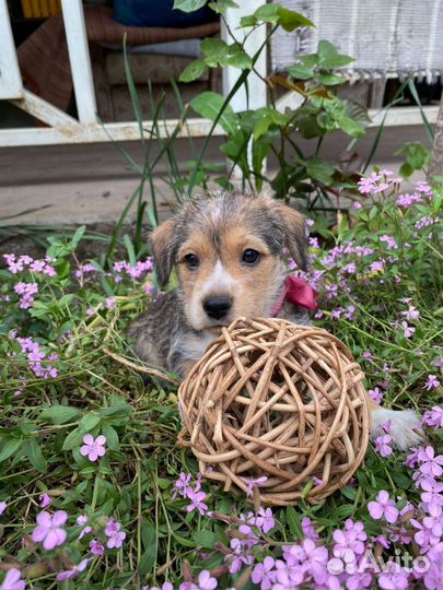 Забавные щеночки особой породы