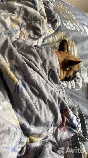 Французский бульдог щенок