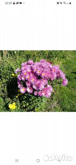 Хризантема корейская