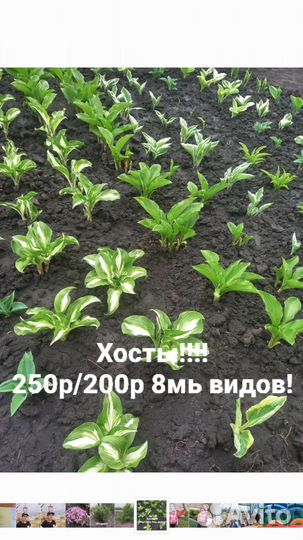 Многолетники садовые
