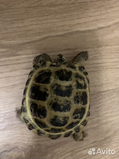 Черепаха сухопутная
