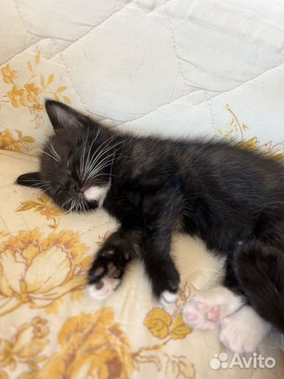 Котята в добрые руки мальчики