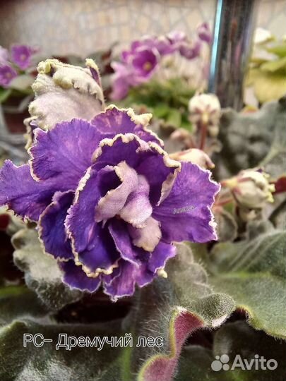 Сортовые фиалки список