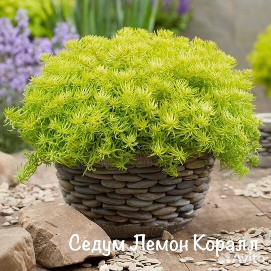 Ампельные растение лизимахия, седдум и другие