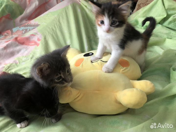Котята в добрые руки даром