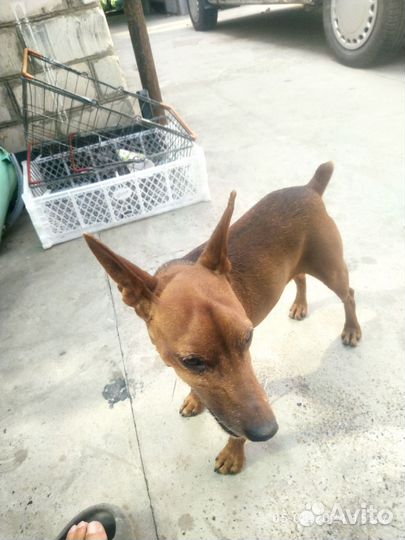 Вязка цвергпинчер