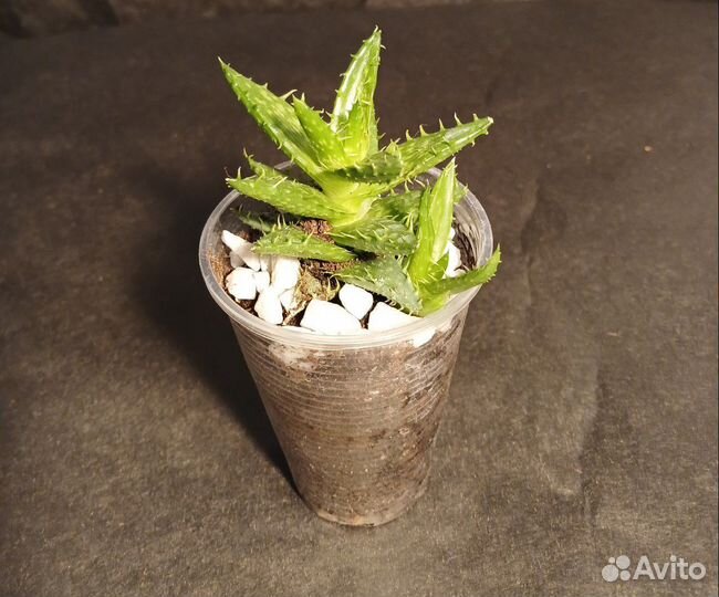 Алоэ Чешуйчатое