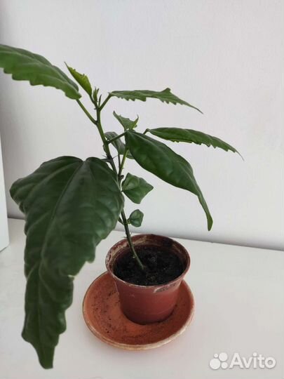 Гибискус Китайская роза