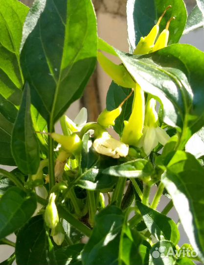 Перец комнатный Медуза