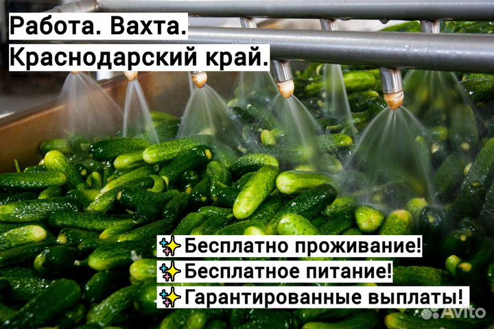 Разнорабочие на консервный завод. Краснодарский к