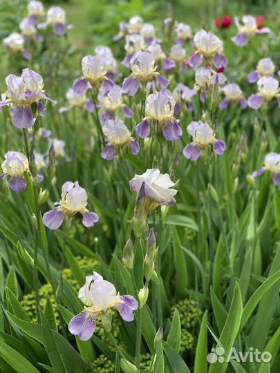 Многолетники для садовых участков