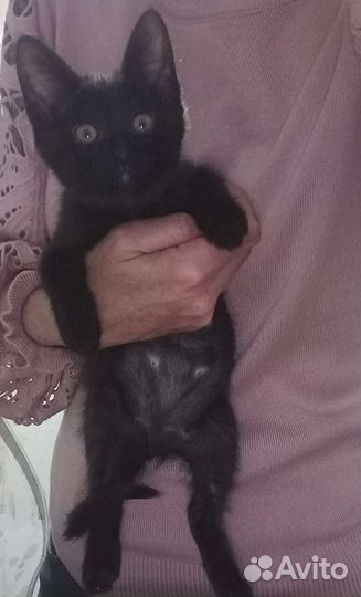 Котëнок чëрный