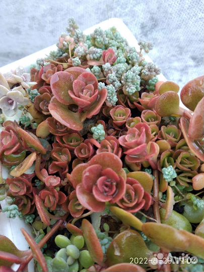 Седум корал риф, суккуленты и кактусы