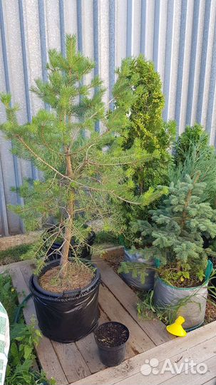 Сосна обыкновенная