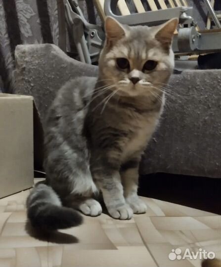 Британская кошка