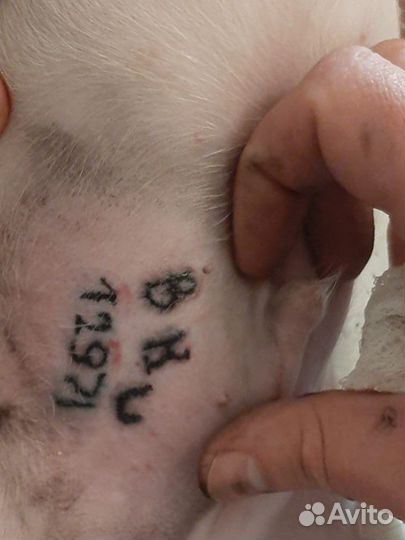 Клеймо и чипирование собакам всех пород