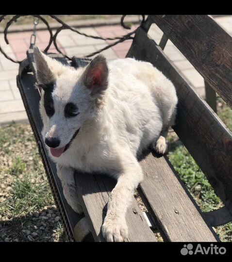 Собака из приюта